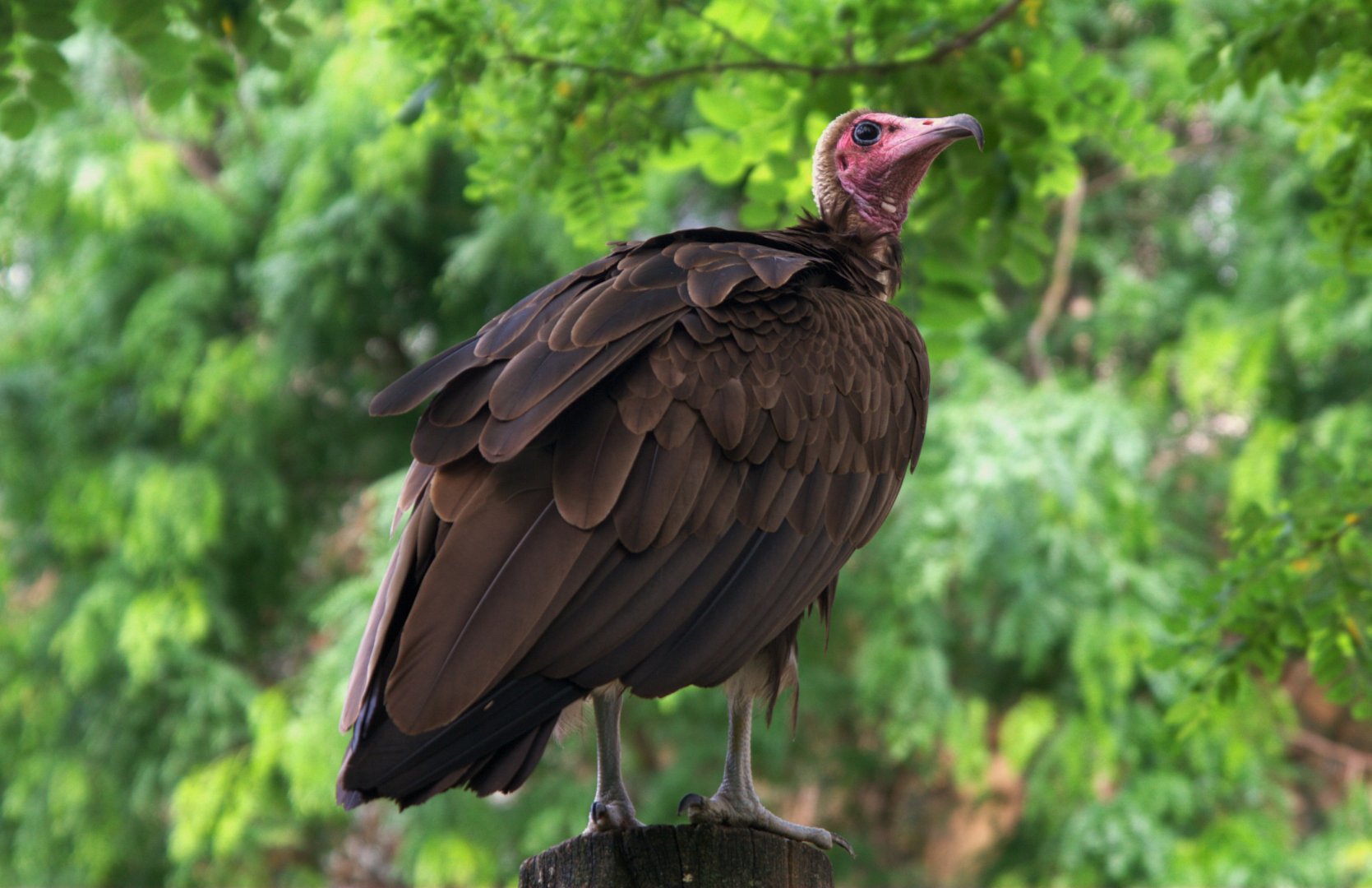 Hooded Vulture (Necrosyrtes monachus)