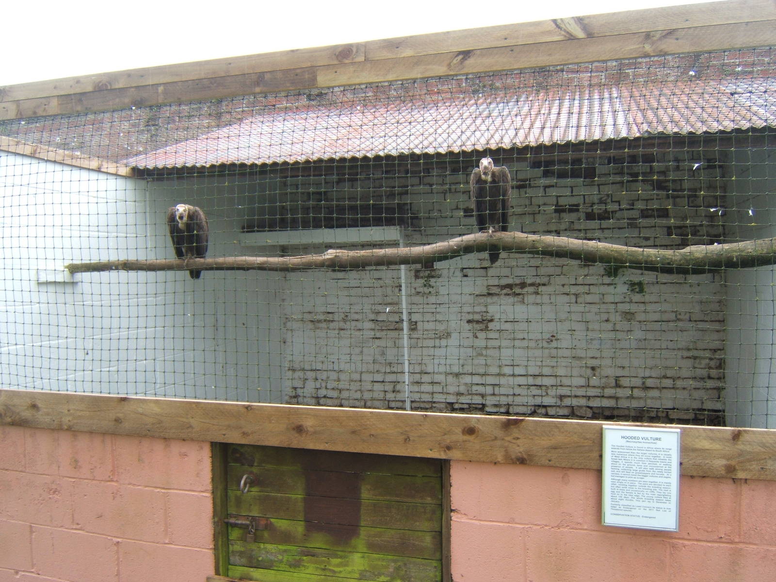 Hooded Vulture`s