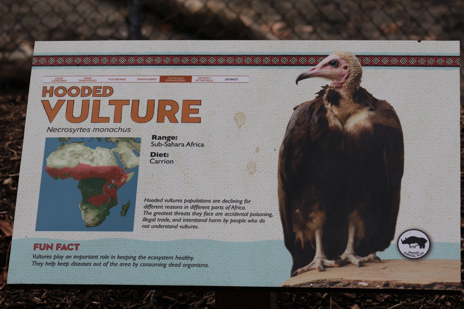 Hooded Vulture Signage
