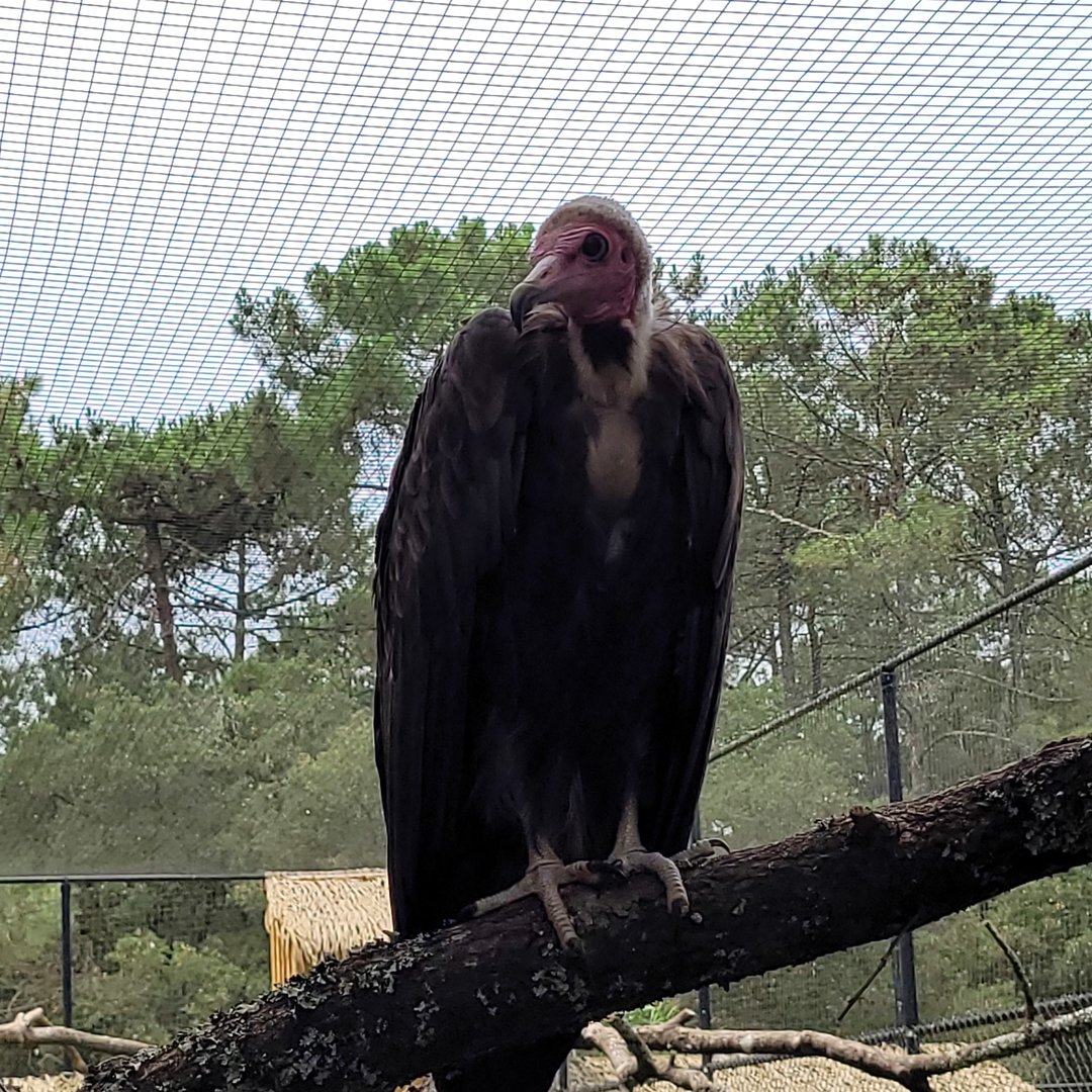 Hooded vulture -Zoo de Labenne (2023)