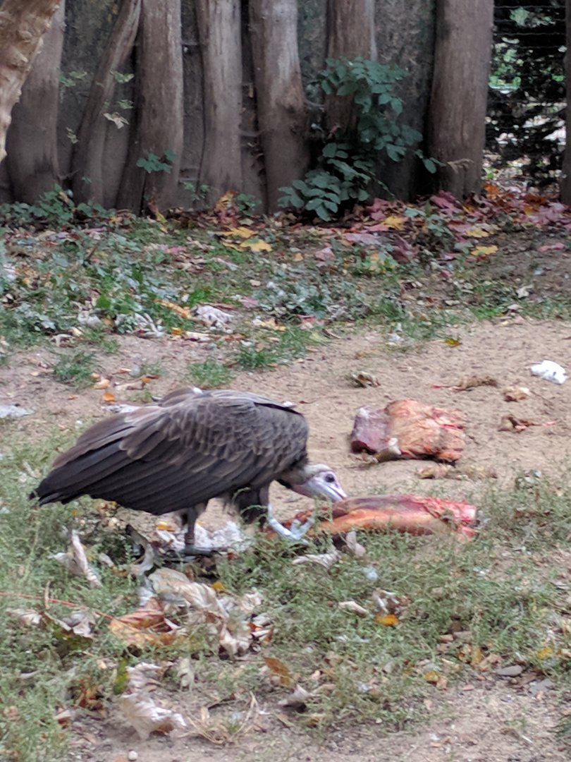 Hooded Vulture Zoo Praha 2018