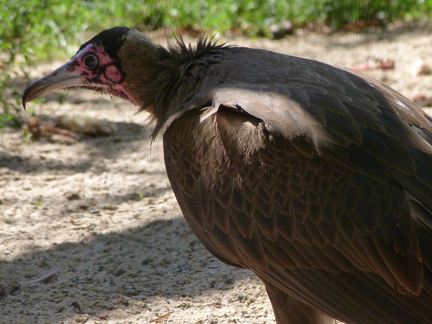 Hooded vulture -Zoo Praha (2025)