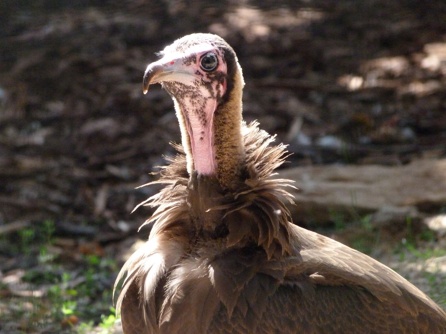 Hooded vulture -Zoo Praha (2025)