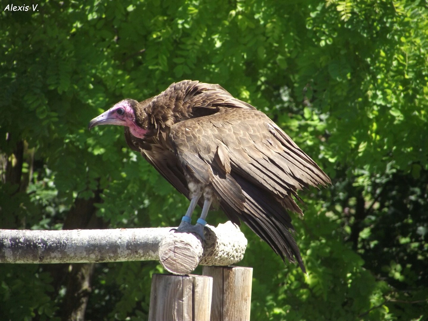 Hooded Vulture - Zooparc de Beauval, 28/06/2025