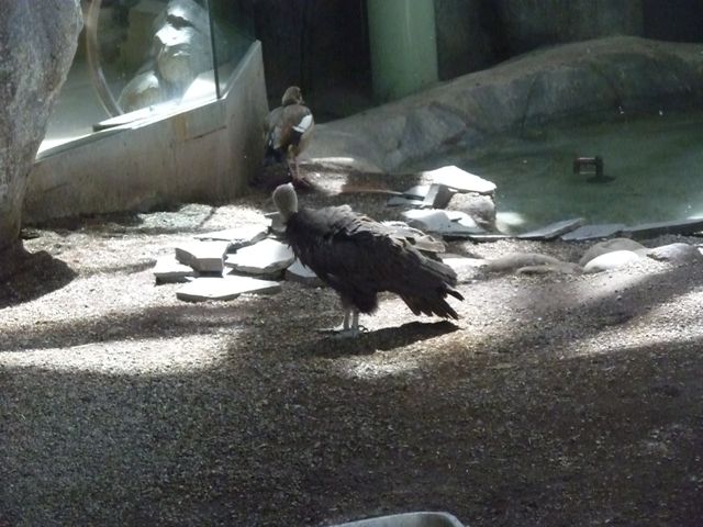 Hooded Vulture
