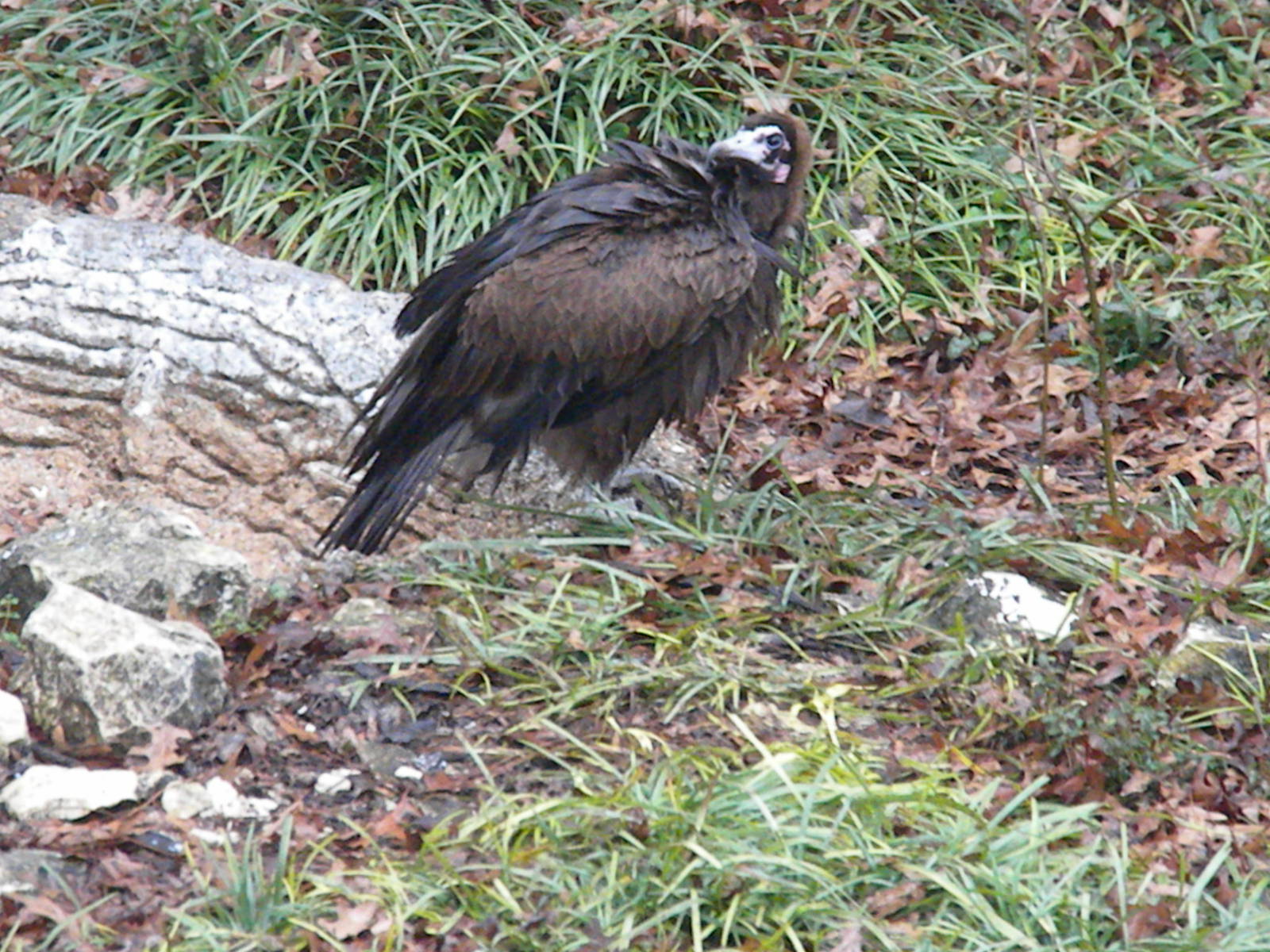 Hooded Vulture