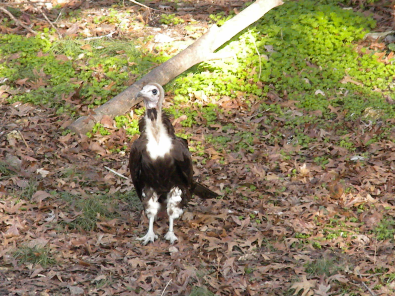 Hooded Vulture