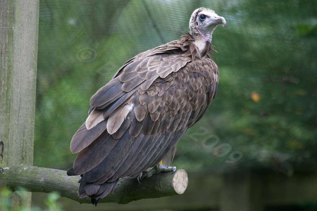 Hooded Vulture