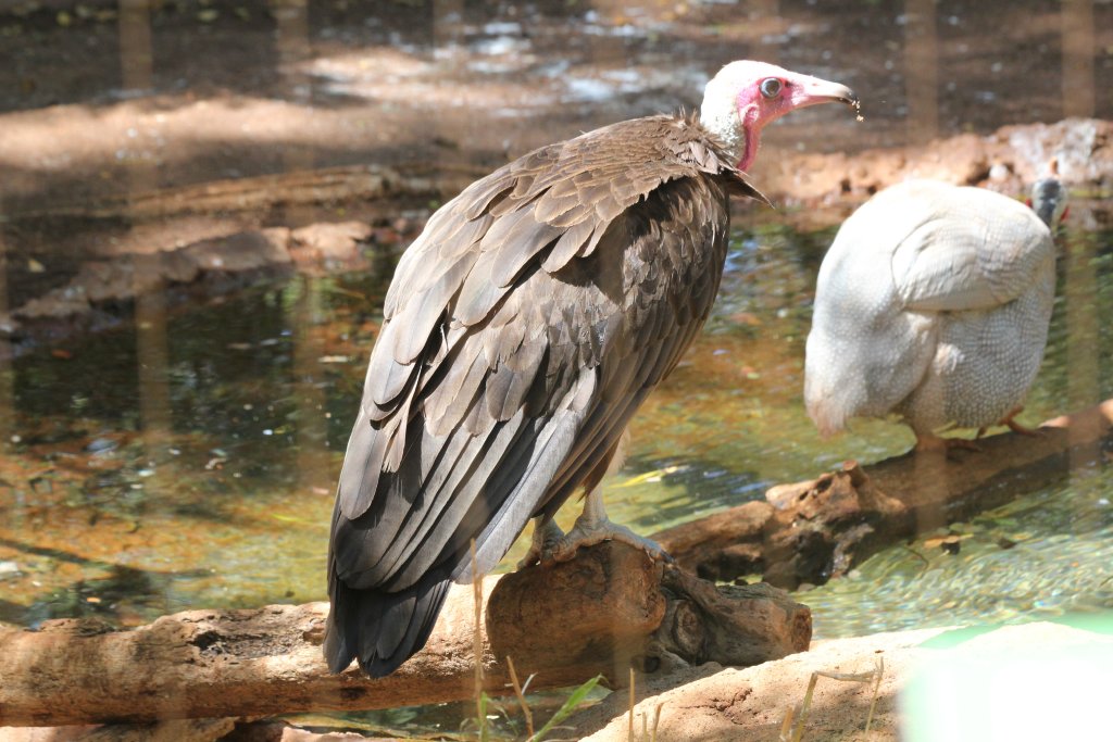 Hooded Vulture