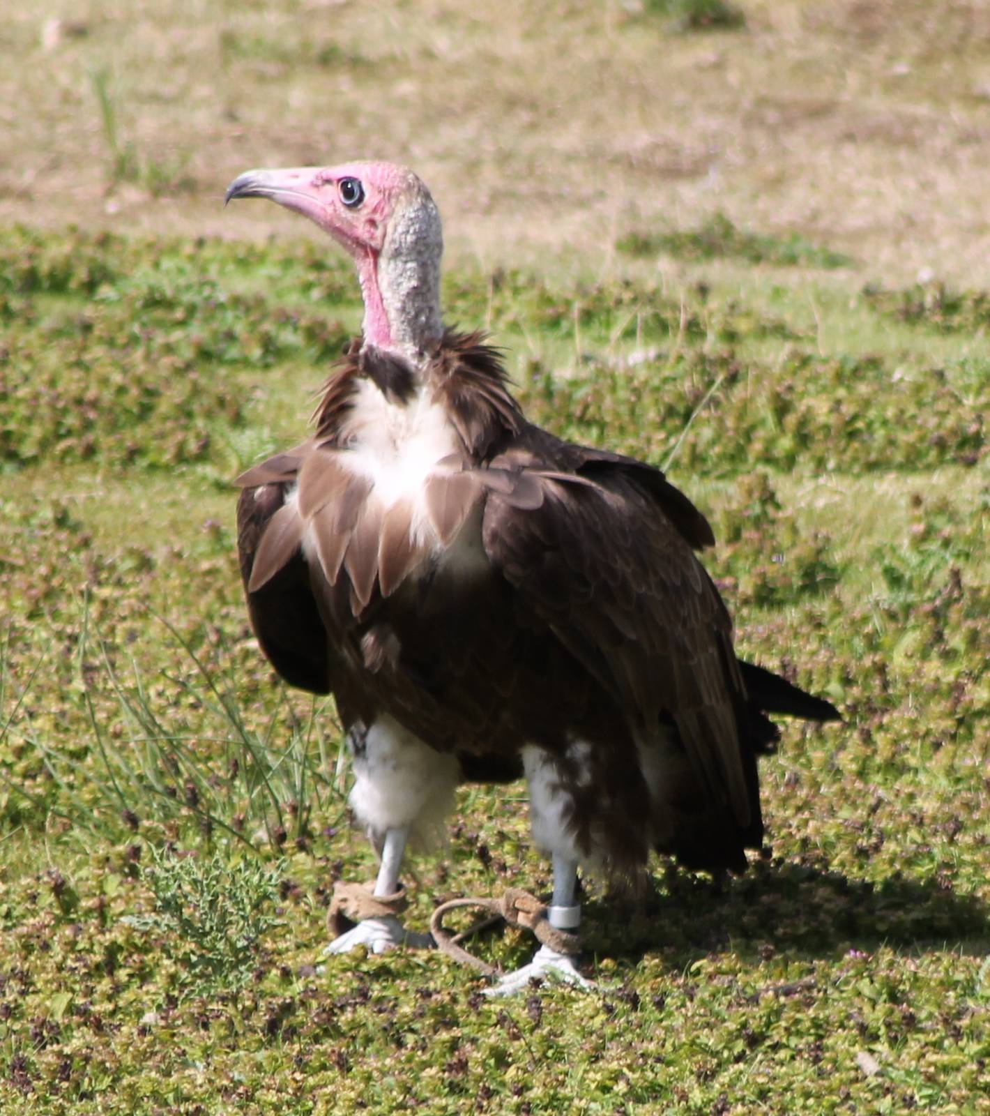 Hooded vulture