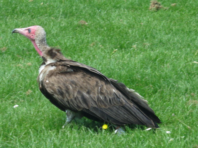 Hooded Vulture.