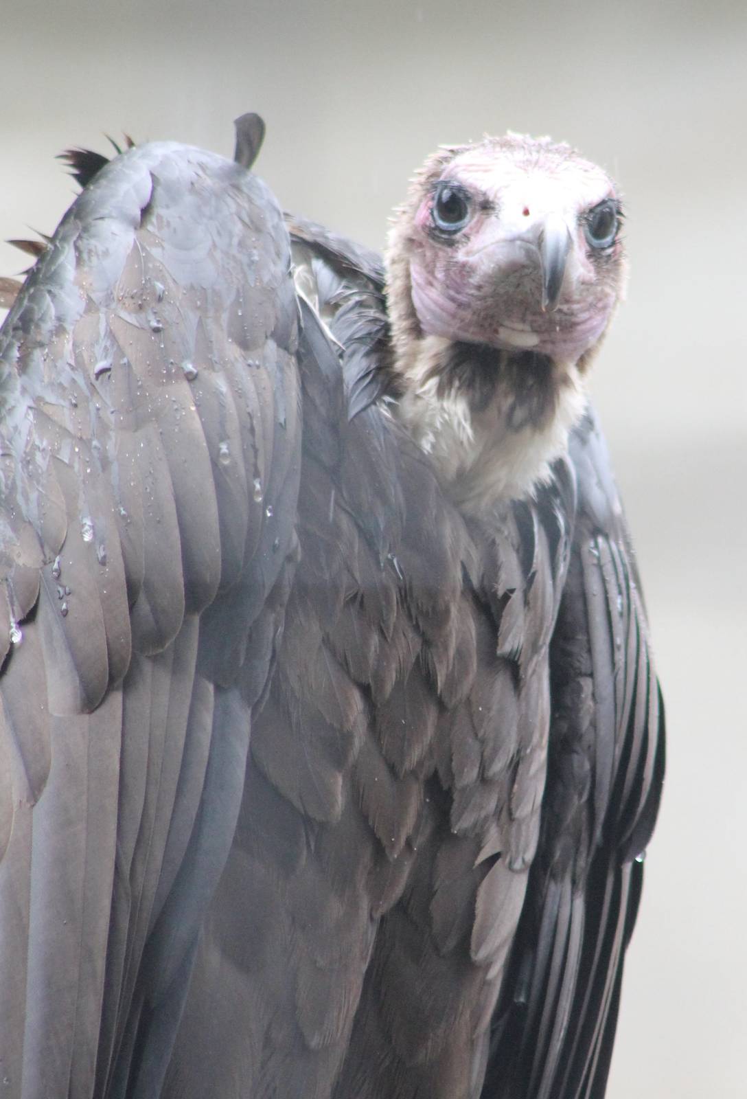 Hooded vulture
