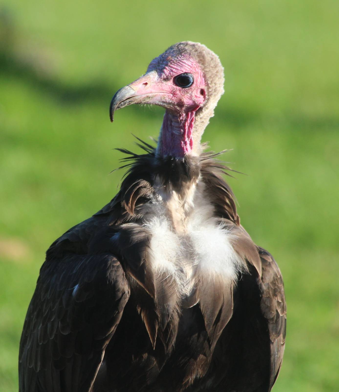 Hooded Vulture