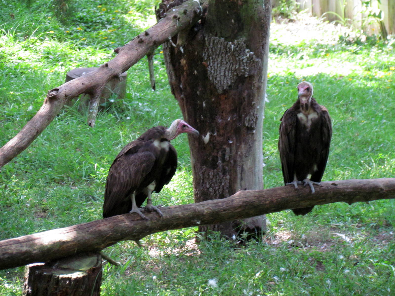 Hooded Vulture