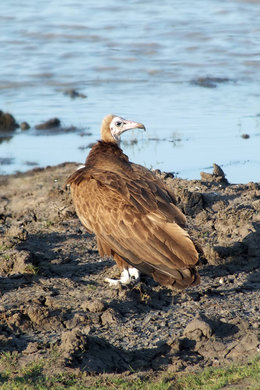 Hooded Vulture