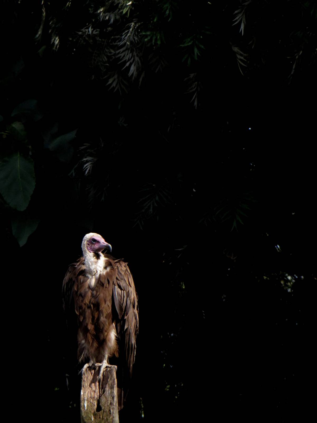 Hooded vulture