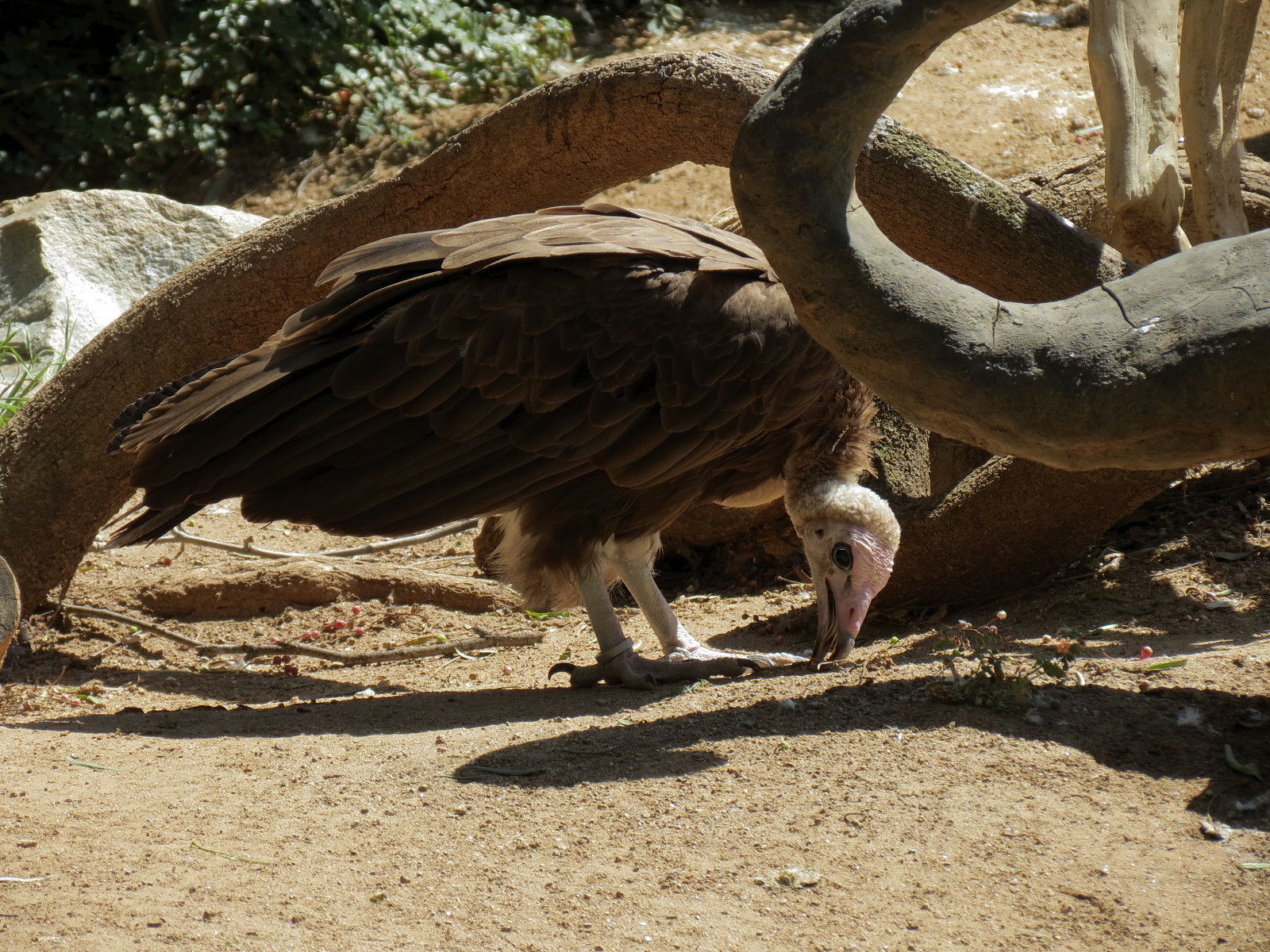 Hooded Vulture