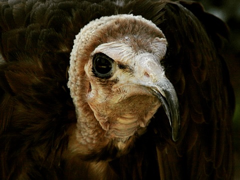 Hooded Vulture