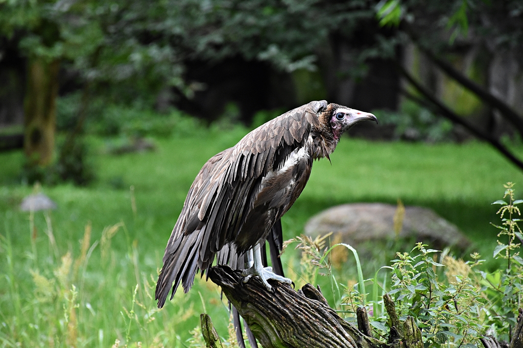 Hooded vulture