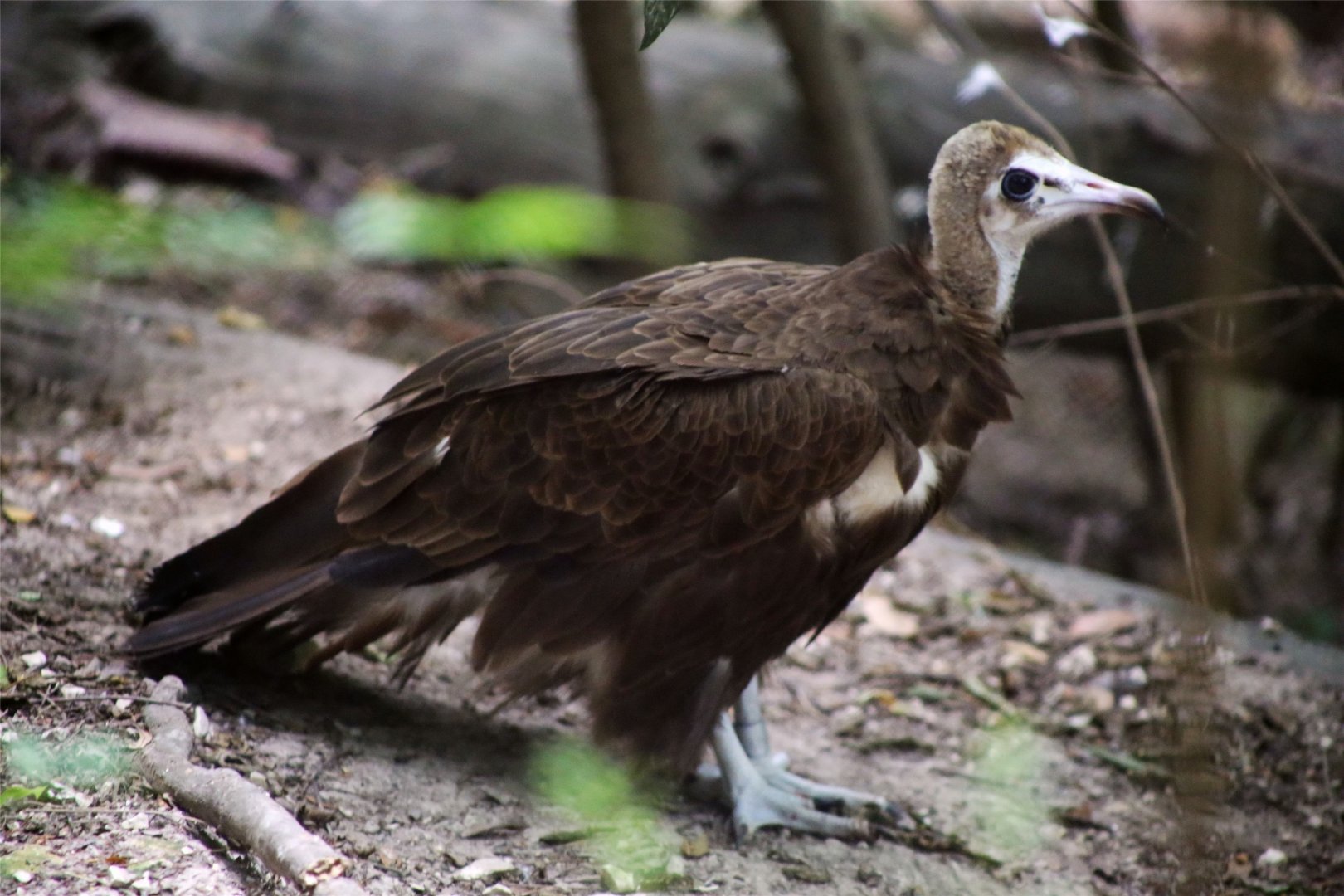 Hooded vulture
