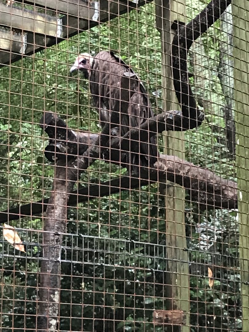 Hooded vulture
