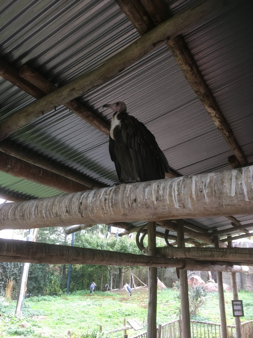 Hooded vulture