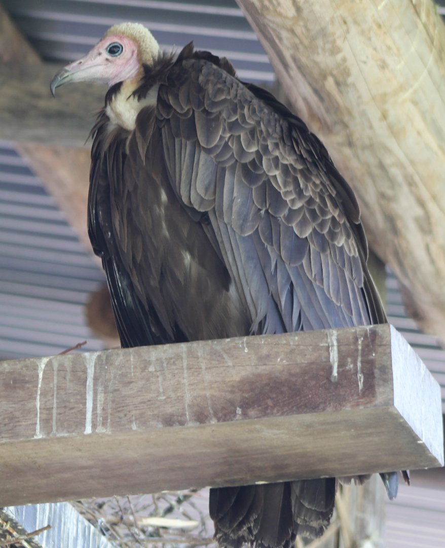 Hooded vulture