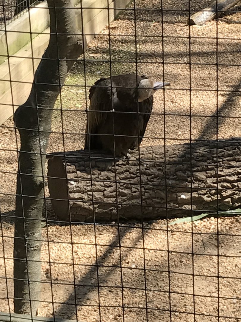Hooded vulture