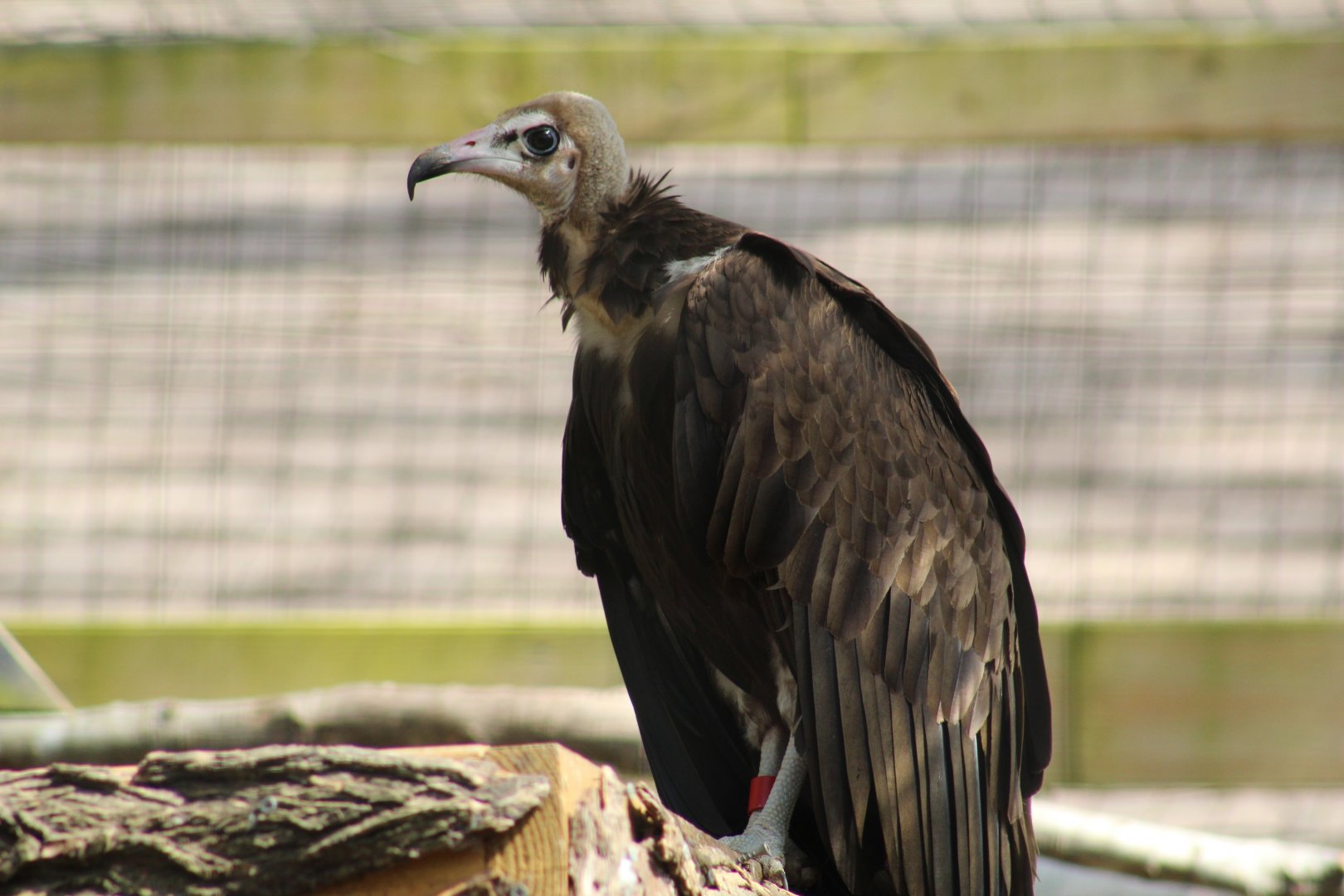 Hooded Vulture
