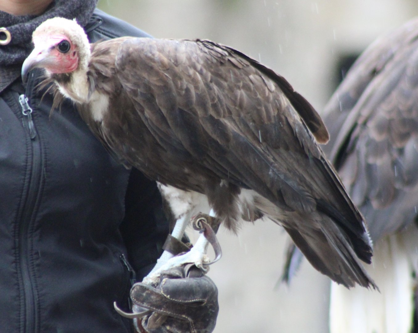 Hooded vulture