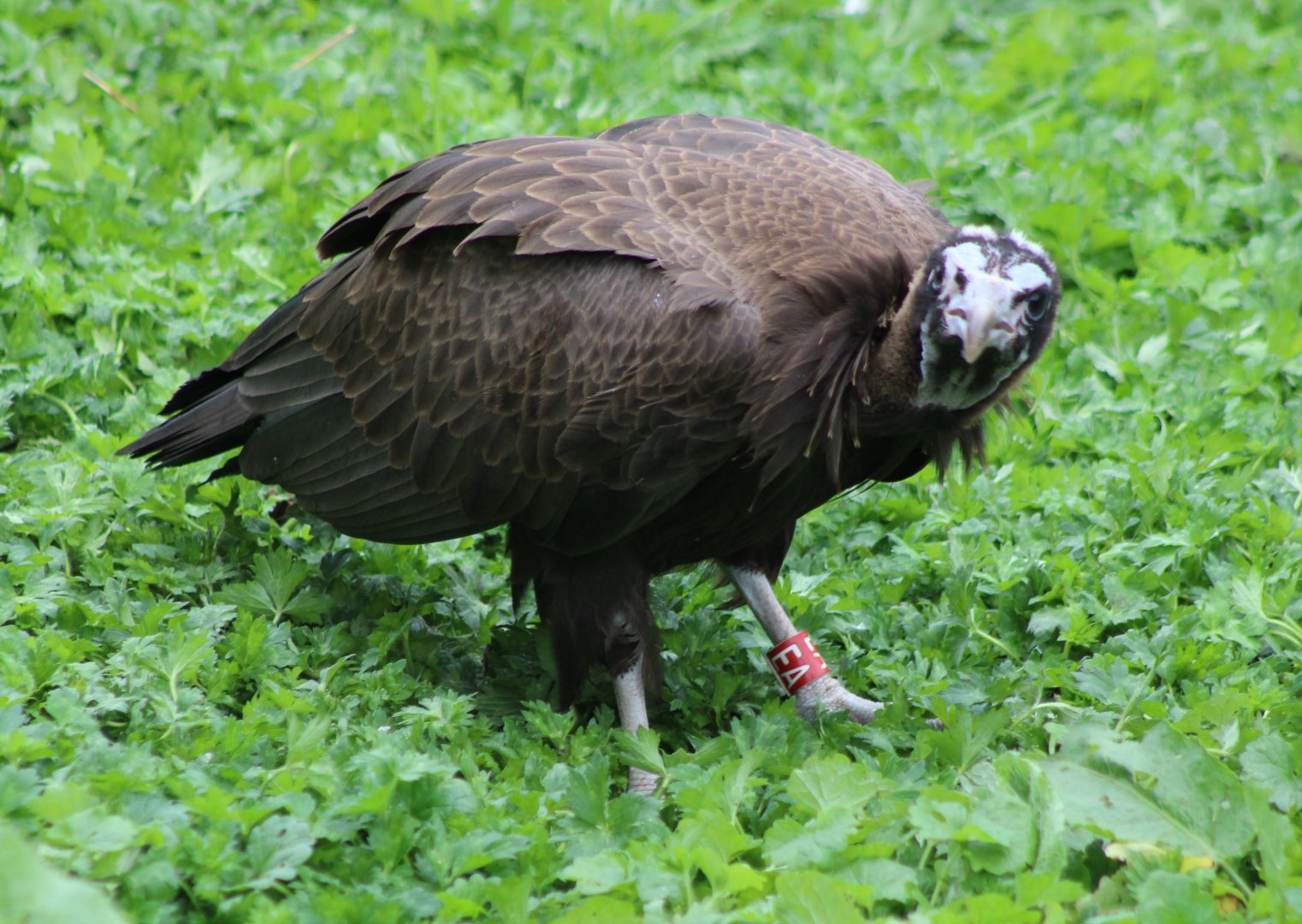 Hooded vulture