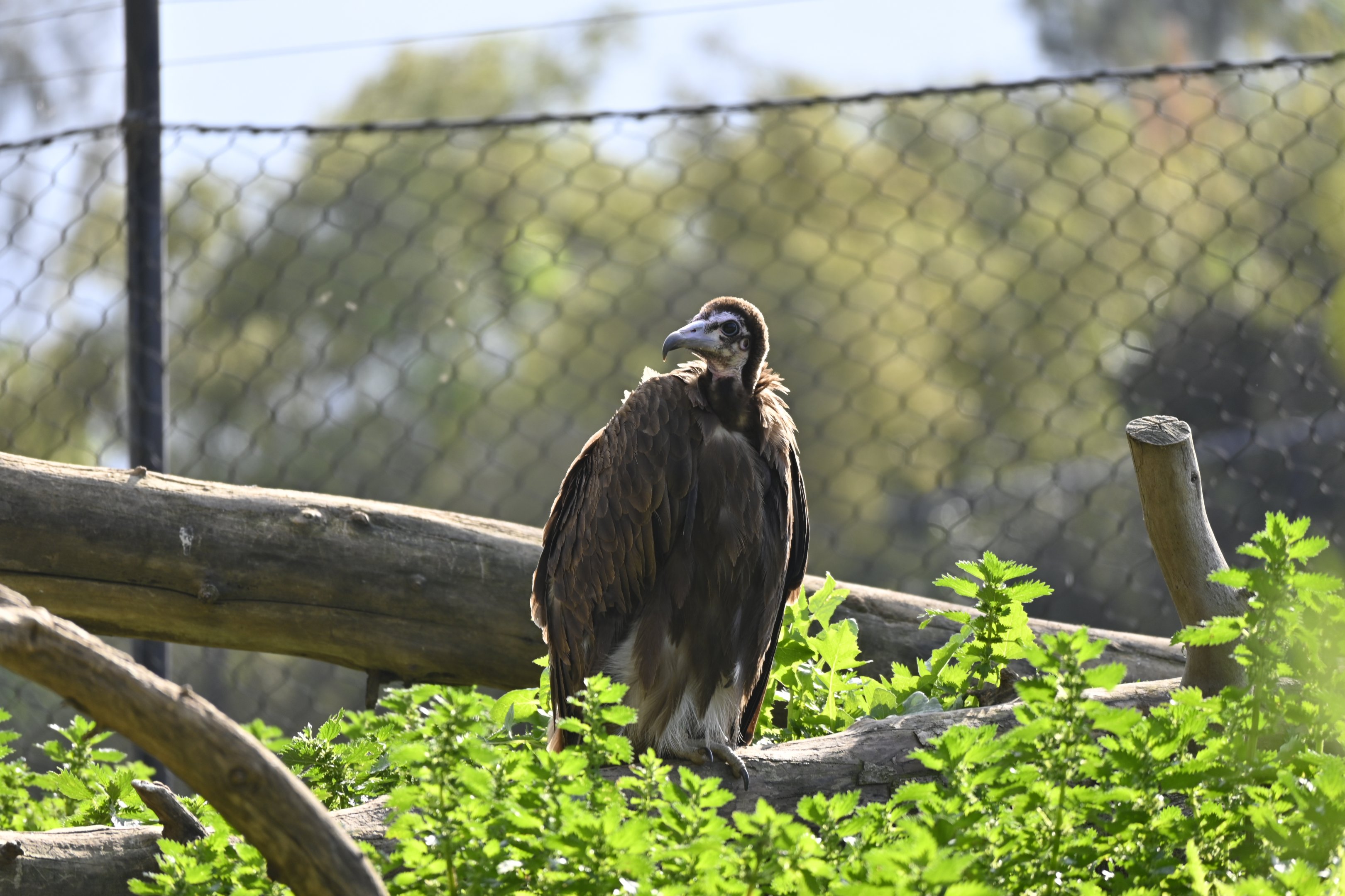 Hooded Vulture