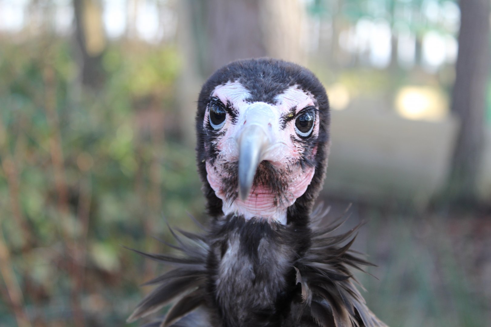 Hooded Vulture