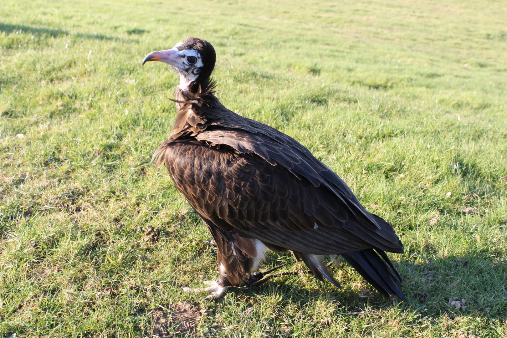 Hooded Vulture