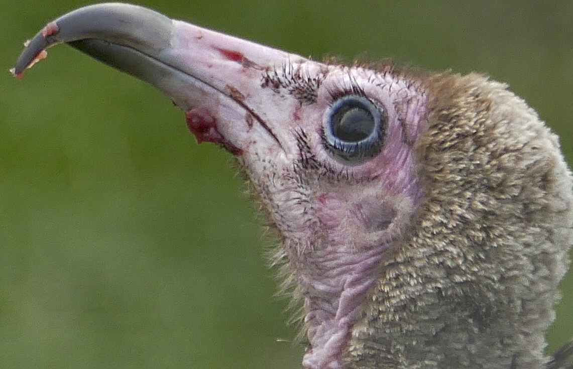 Hooded Vulture