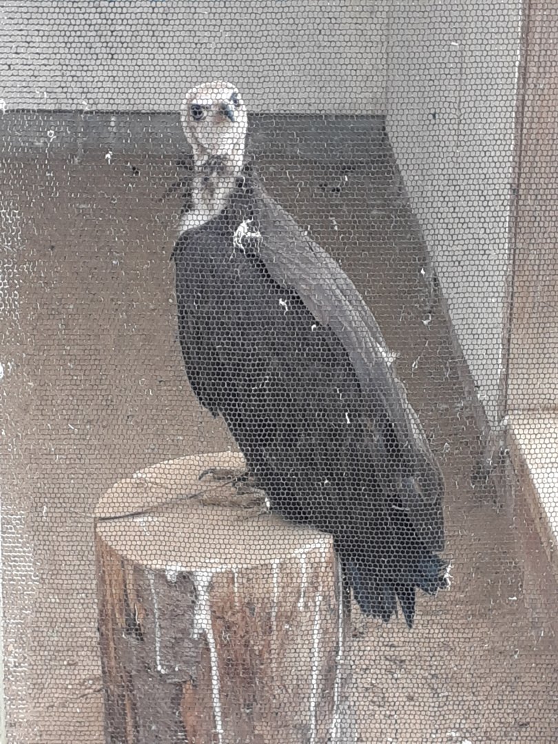 Hooded vulture
