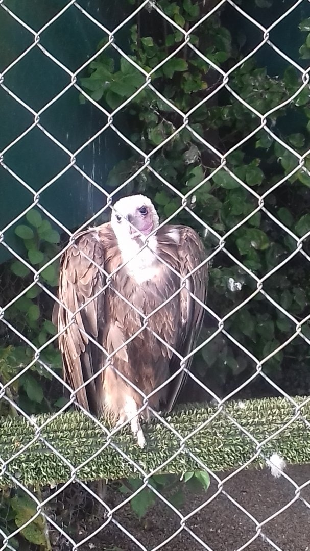 Hooded vulture