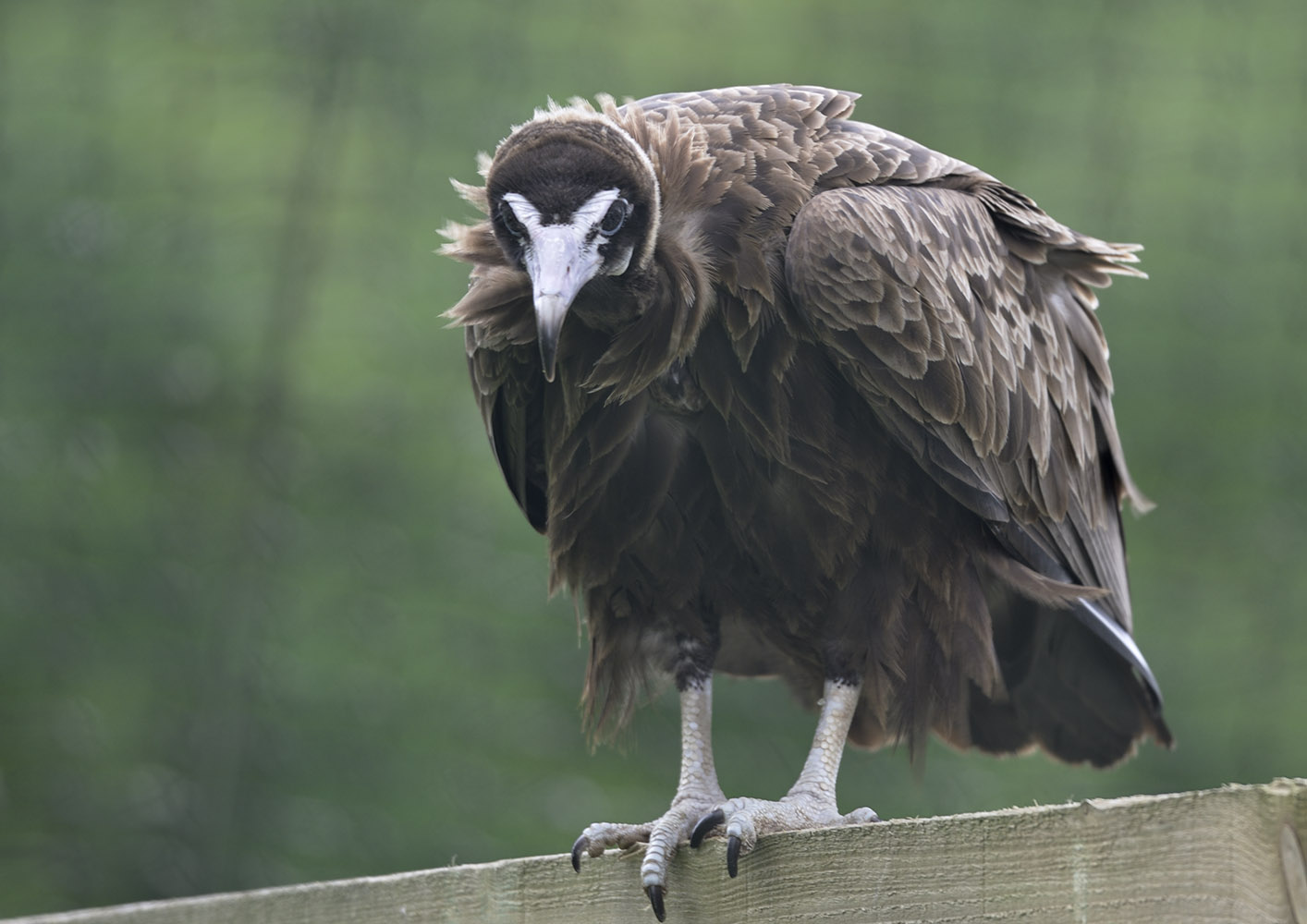 Hooded vulture