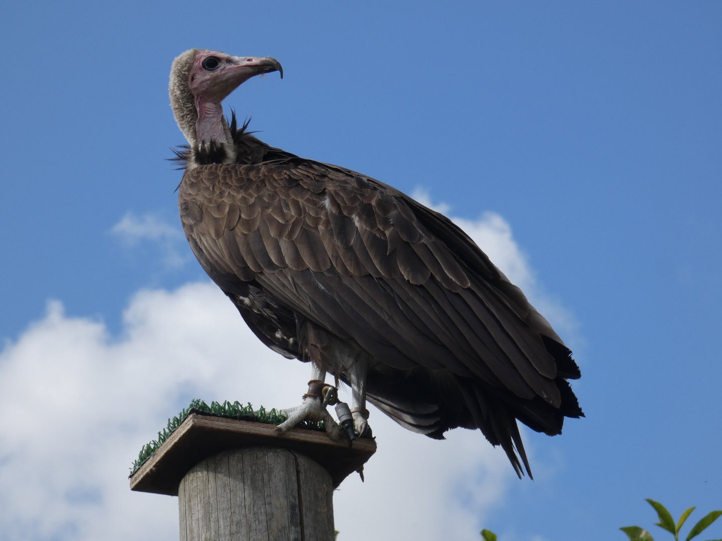 Hooded vulture