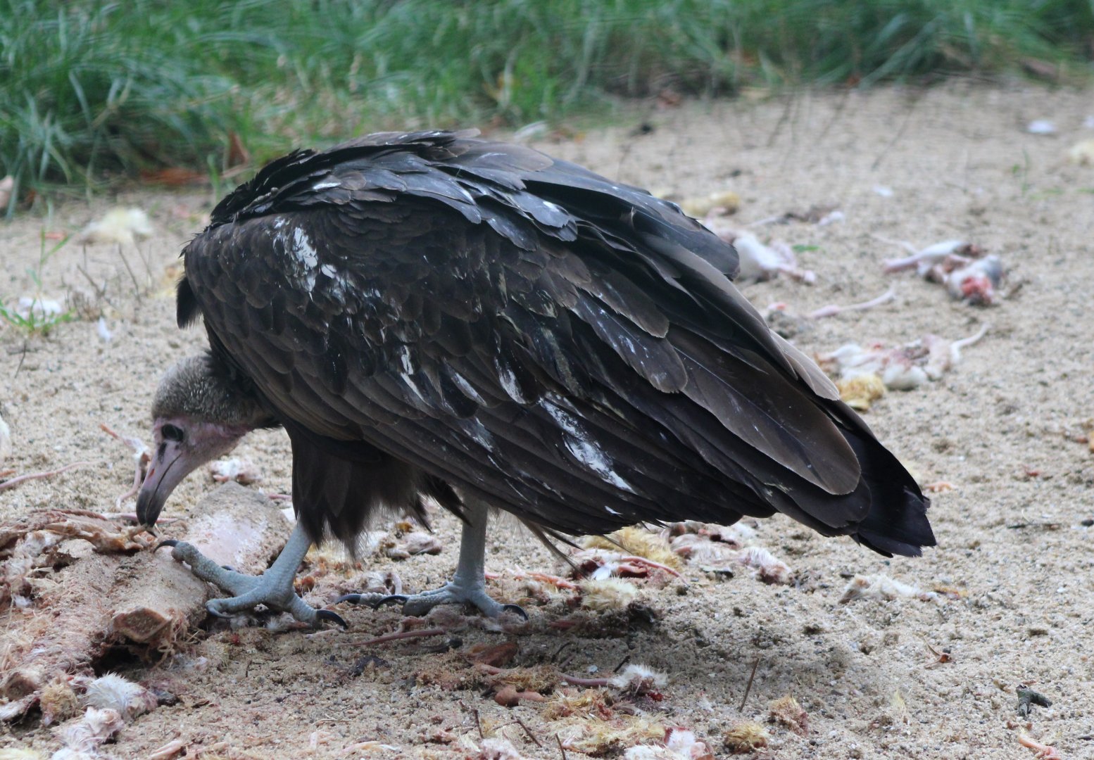 Hooded vulture