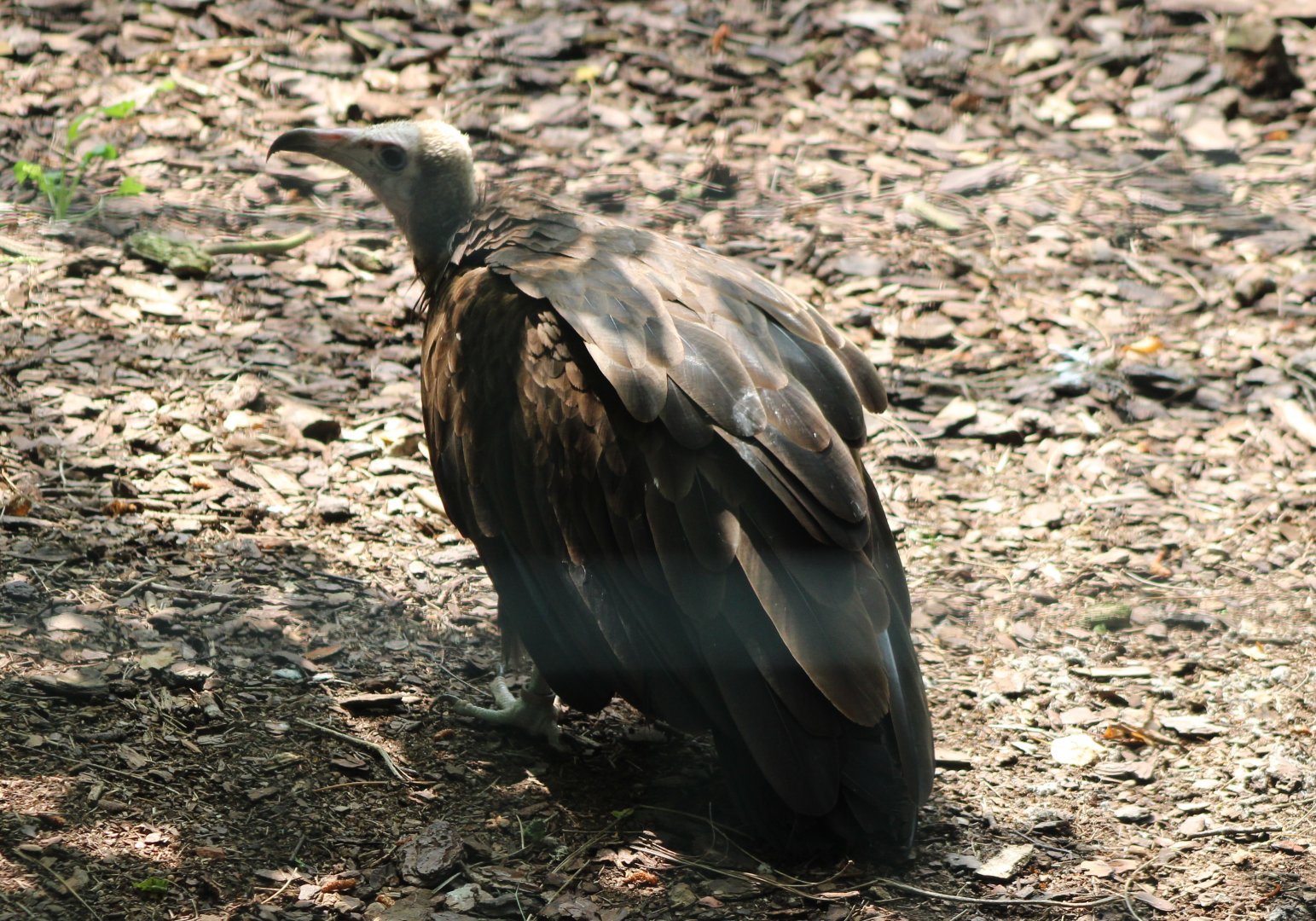 Hooded vulture