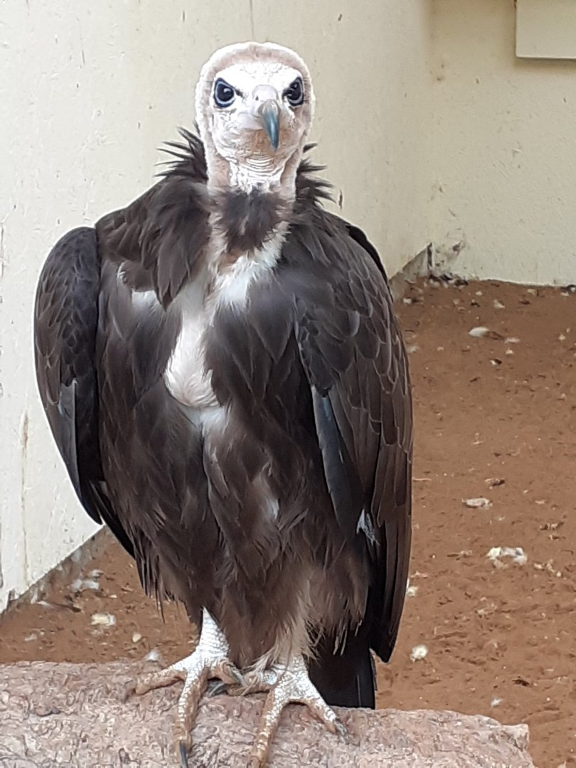 Hooded vulture