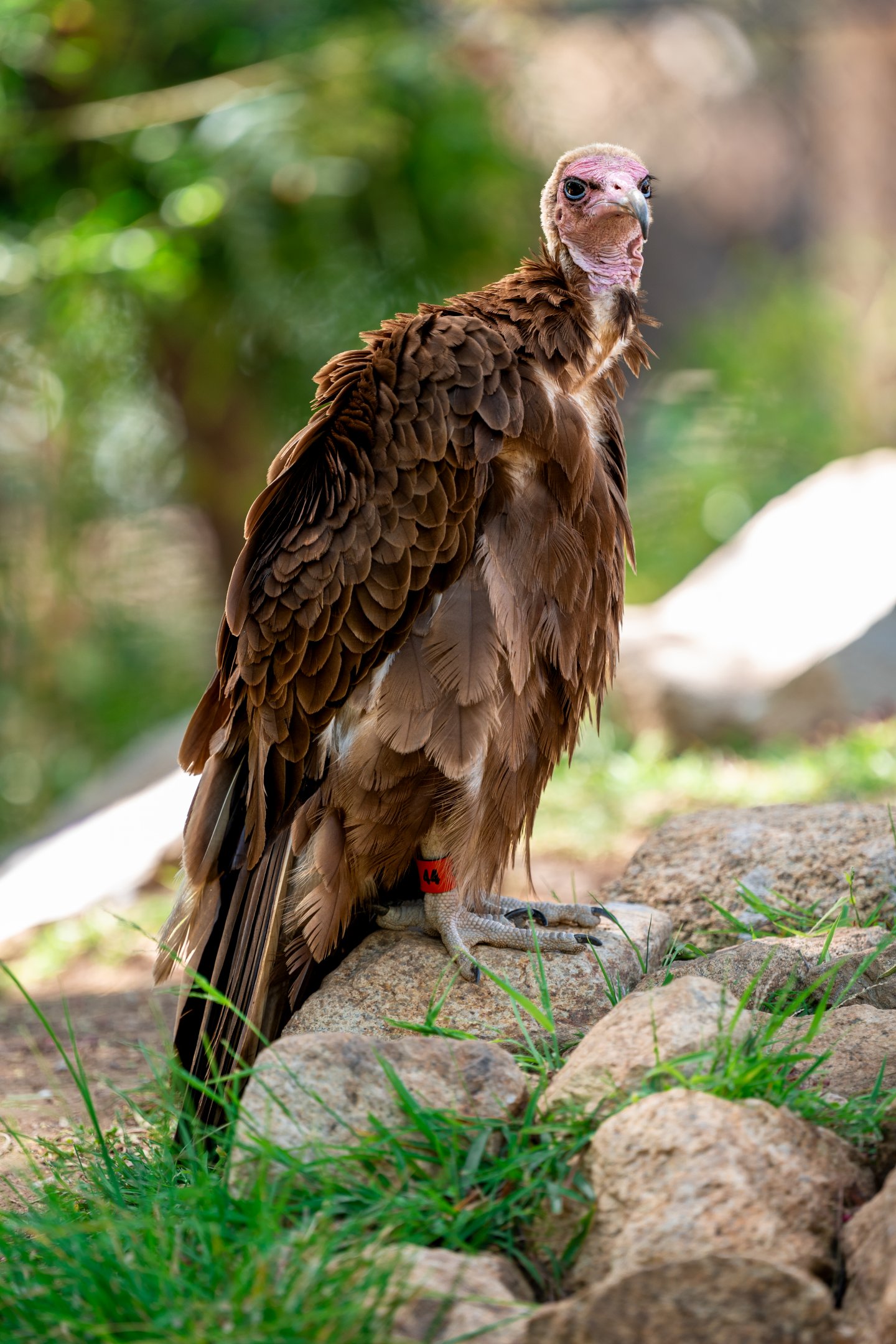 Hooded Vulture