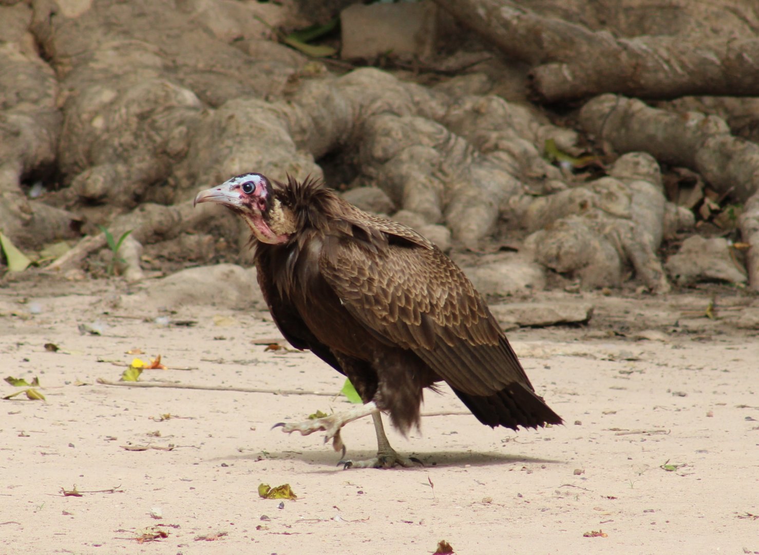 Hooded vulture