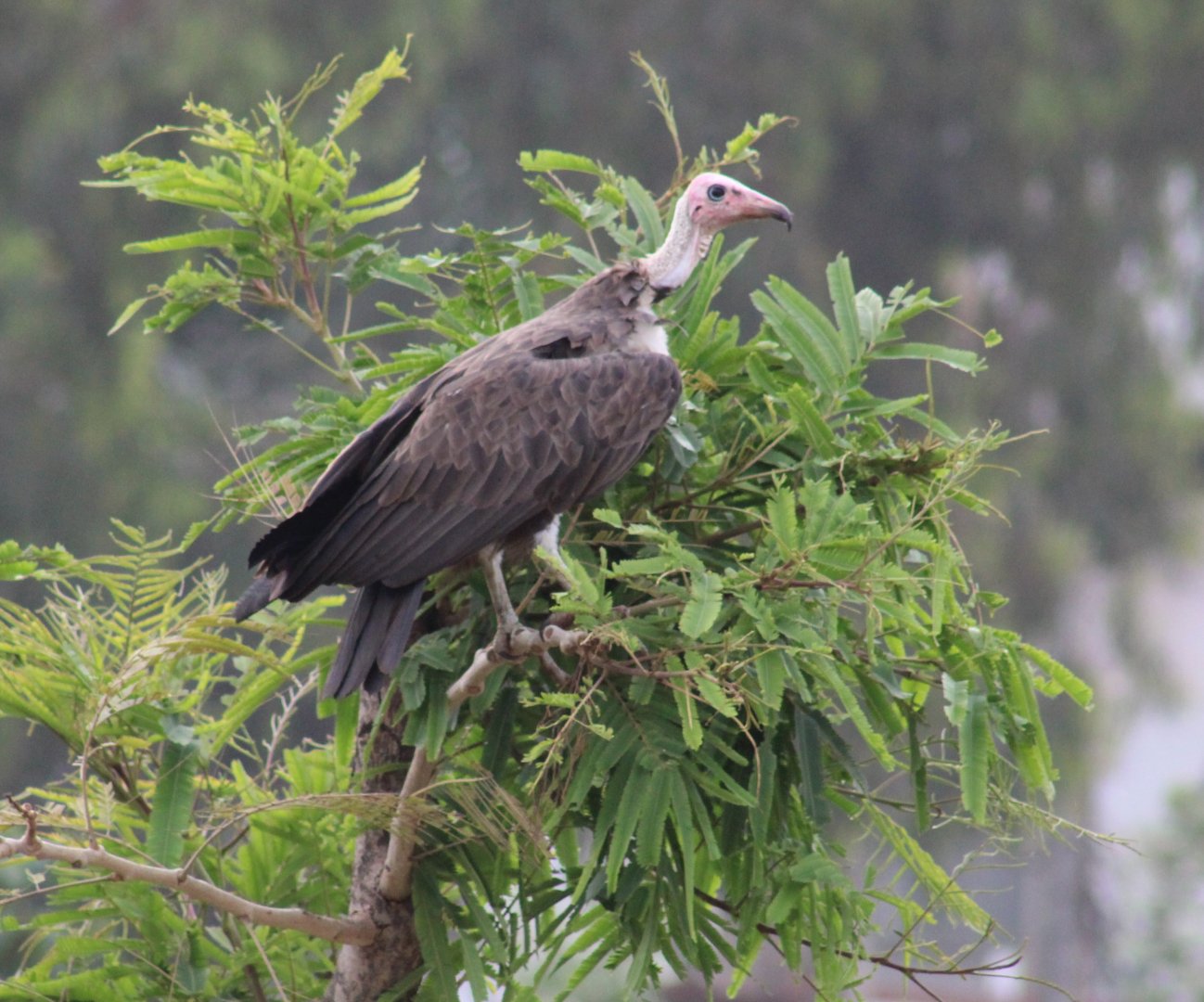 Hooded vulture