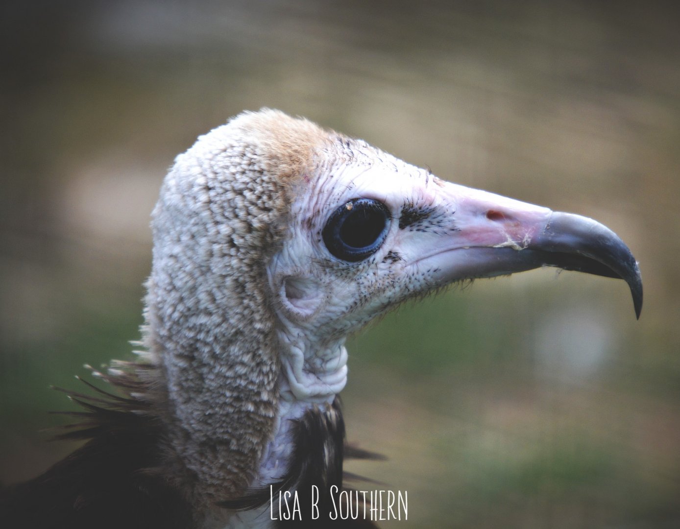 hooded vulture