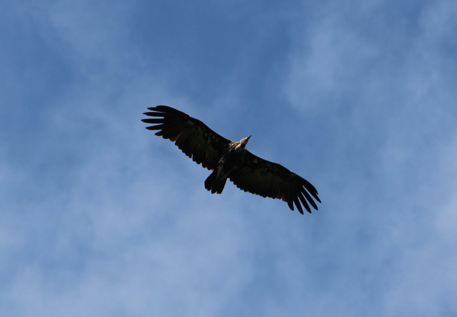 Hooded vulture