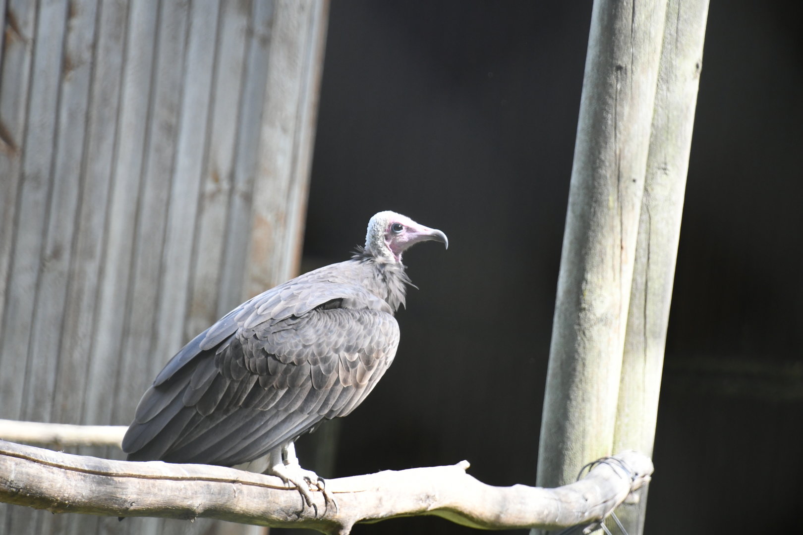 Hooded Vulture