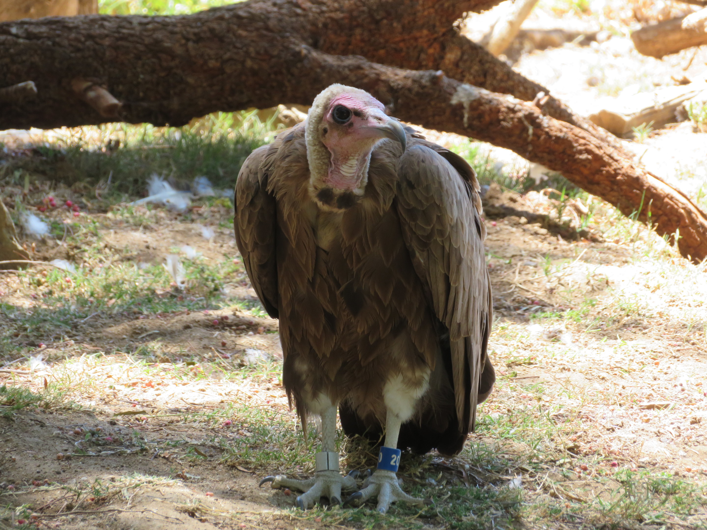 Hooded Vulture