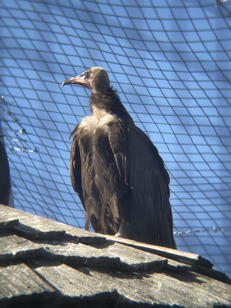 Hooded Vulture
